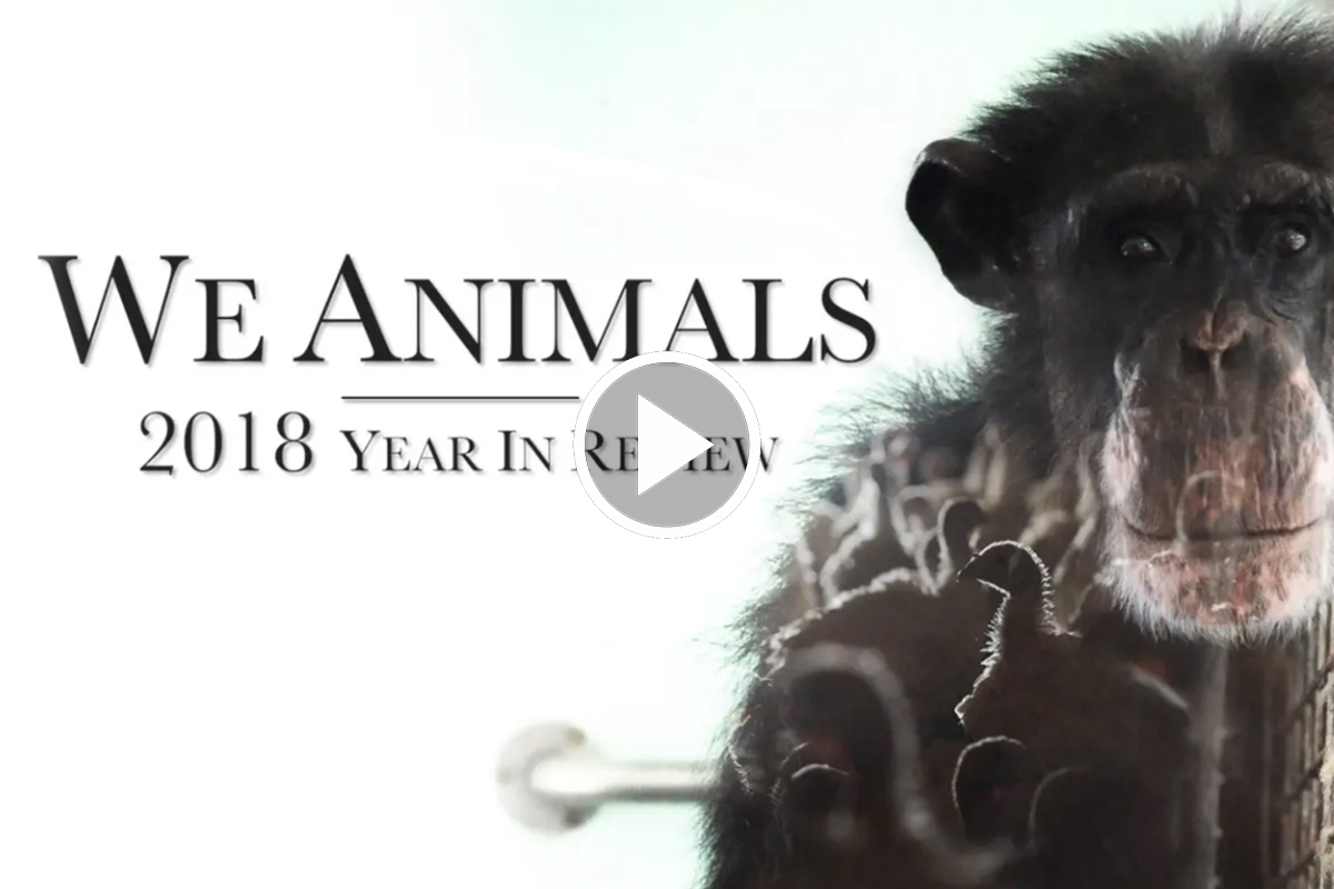 2018 Year In Review We Animals Media