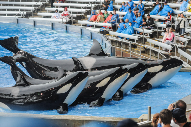 The Current State of Cetacean Captivity - We Animals Media